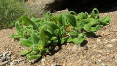 Cleretum papulosum