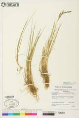 Calamagrostis inexpansa