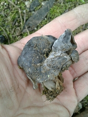 Hypomyces cervinigenus