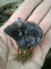 Hypomyces cervinigenus