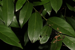 Cryptocarya triplinervis triplinervis