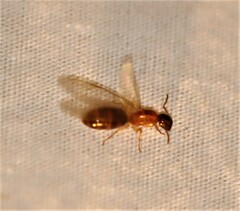 Colobopsis macrocephala