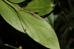 Cryptocarya triplinervis triplinervis