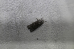 Heteromicta pachytera