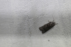 Heteromicta pachytera