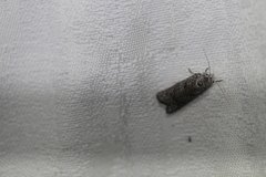 Heteromicta pachytera