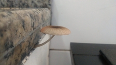 Pluteus