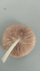 Pluteus