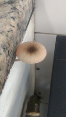 Pluteus