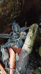 Phrixotrichus vulpinus