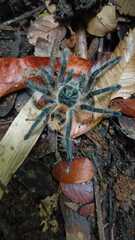 Phrixotrichus vulpinus