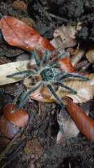 Phrixotrichus vulpinus