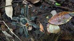 Phrixotrichus vulpinus