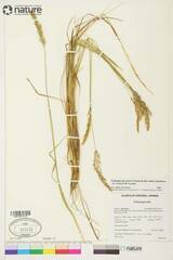 Calamagrostis inexpansa