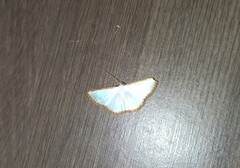 Leuciris