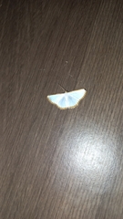 Leuciris