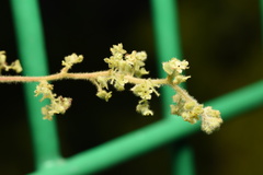 Cissampelos pareira