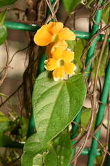 Thunbergia gregorii