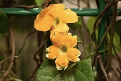 Thunbergia gregorii