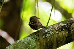Lathrotriccus euleri
