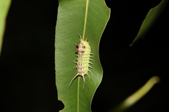 Doratifera quadriguttata