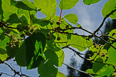 Actinidia rufa