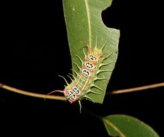 Doratifera quadriguttata