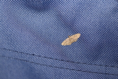 Pasiphilodes testulata