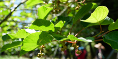 Actinidia rufa