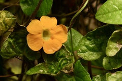 Thunbergia gregorii