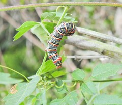 Didugua argentilinea