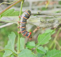 Didugua argentilinea