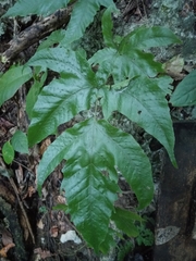 Tectaria heracleifolia
