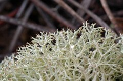 Cladonia dimorphoclada