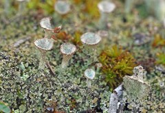 Cladonia grayi