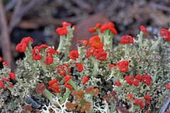 Cladonia leporina