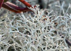 Cladonia sandstedei