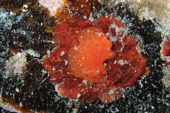 Rostanga arbutus