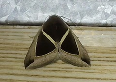 Chalciope mygdon