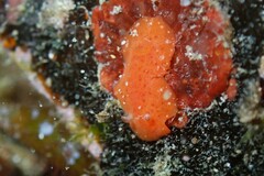 Rostanga arbutus