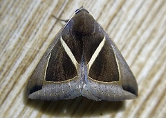 Chalciope mygdon