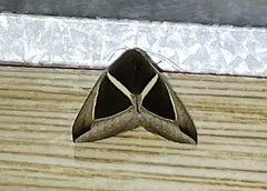 Chalciope mygdon