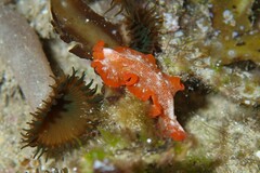 Phrikoceros katoi