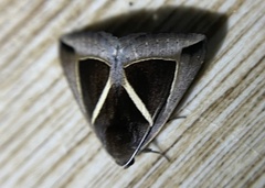Chalciope mygdon