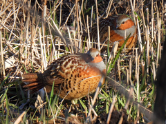 Bambusicola thoracicus