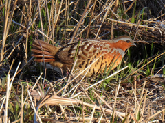 Bambusicola thoracicus