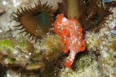 Phrikoceros katoi