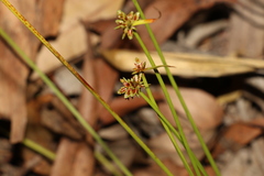 Cyperus laevis