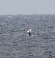 Megaptera novaeangliae australis