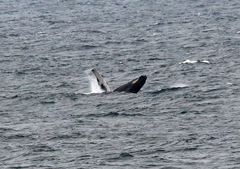 Megaptera novaeangliae australis